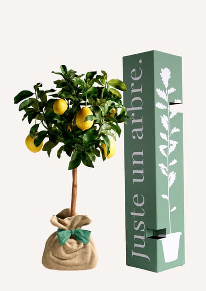 Juste Un Arbre - Citronnier des 4 saisons