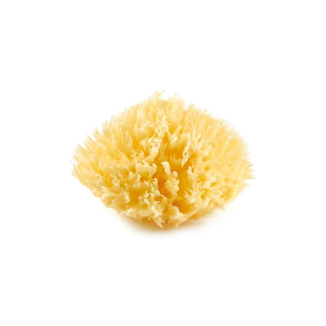 Eponge De Mer Honeycomb Jaune (Thermobaby) - Couverture