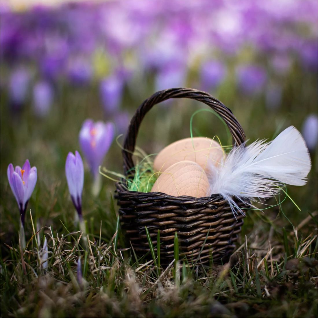 Erzi - Boîte de 6 oeufs bruns (Erzi) - Couverture