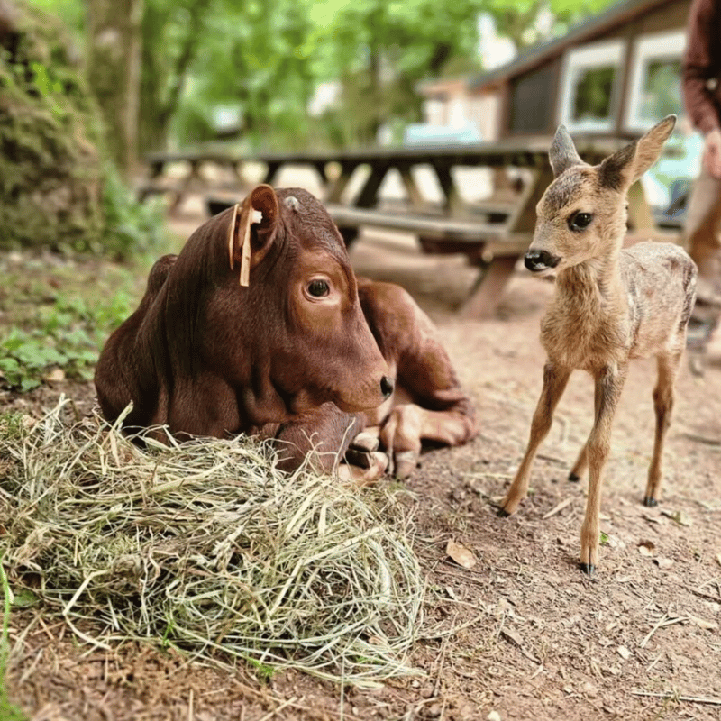 Parc des animaux dans le Larzac